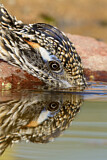 Image. Wegekuckuck