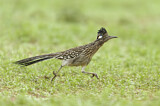Image. Wegekuckuck