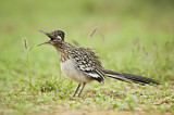 Image. Wegekuckuck