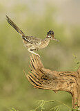 Image. Wegekuckuck