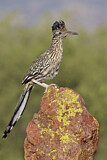 Image. Wegekuckuck