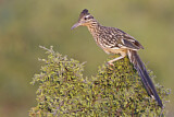 Image. Wegekuckuck