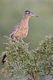 Image. Wegekuckuck