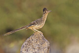 Image. Wegekuckuck