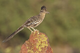 Image. Wegekuckuck