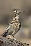 Image. Wegekuckuck