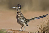 Image. Wegekuckuck