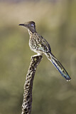 Image. Wegekuckuck