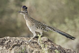 Image. Wegekuckuck