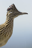 Image. Wegekuckuck