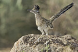 Image. Wegekuckuck