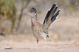 Image. Wegekuckuck