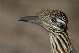 Image. Wegekuckuck