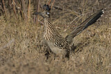 Image. Wegekuckuck
