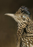 Image. Wegekuckuck