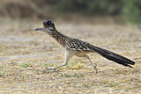 Image. Wegekuckuck