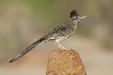 Image. Wegekuckuck