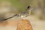 Image. Wegekuckuck