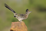 Image. Wegekuckuck