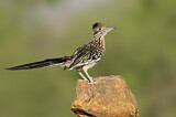 Image. Wegekuckuck