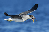 Image. Weißaugenmöwe