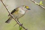 Image. Weißaugenvireo