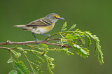 Image. Weißaugenvireo