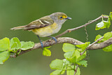 Image. Weißaugenvireo