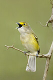 Image. Weißaugenvireo