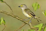 Image. Weißaugenvireo