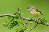 Image. Weißaugenvireo