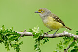 Image. Weißaugenvireo