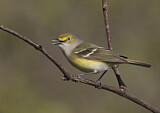 Image. Weißaugenvireo