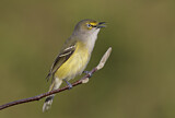 Image. Weißaugenvireo