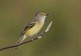 Image. Weißaugenvireo