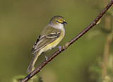 Image. Weißaugenvireo