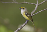 Image. Weißaugenvireo