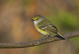 Image. Weißaugenvireo