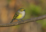 Image. Weißaugenvireo
