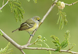 Image. Weißaugenvireo
