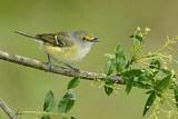 Image. Weißaugenvireo