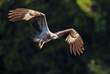 Image. Weißbauch-Seeadler