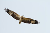 Image. Weißbauch-Seeadler