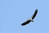 Image. Weißbauch-Seeadler