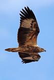 Image. Weißbauch-Seeadler