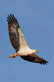 Image. Weißbauch-Seeadler