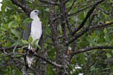 Image. Weißbauch-Seeadler
