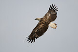 Image. Weißbauch-Seeadler