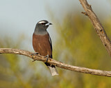 Image. Weißbrauen-Schwalbenstar