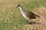 Image. Weißbrauen-Sumpfhuhn